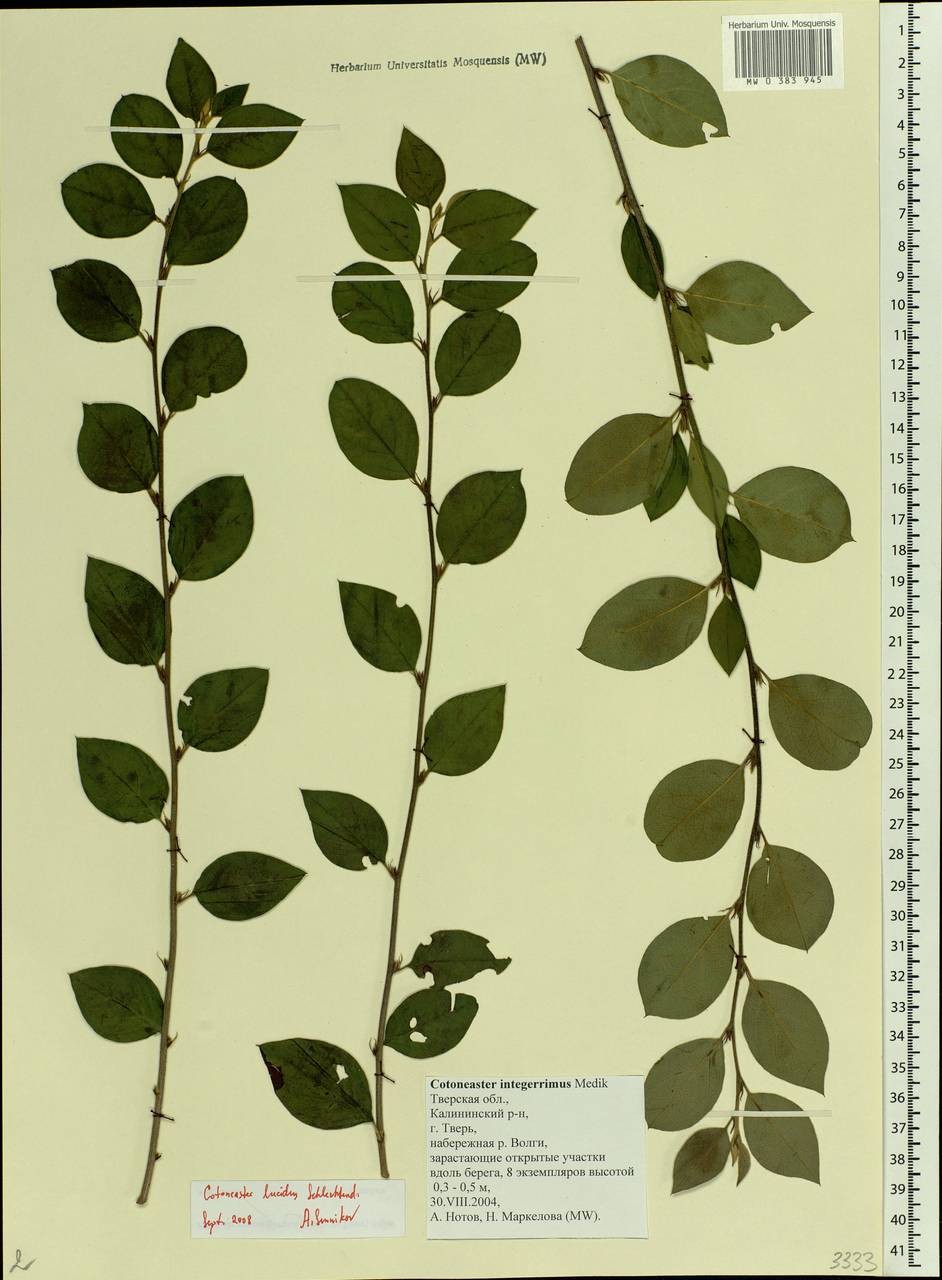 Cotoneaster acutifolius Turcz., Eastern Europe, North-Western region (E2) (Russia)