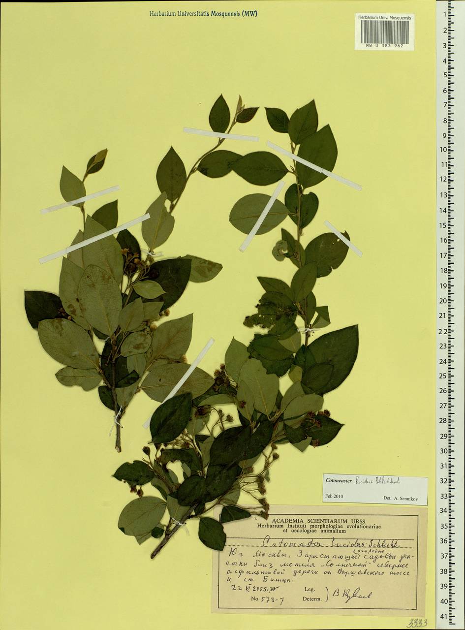 Cotoneaster acutifolius Turcz., Eastern Europe, Moscow region (E4a) (Russia)