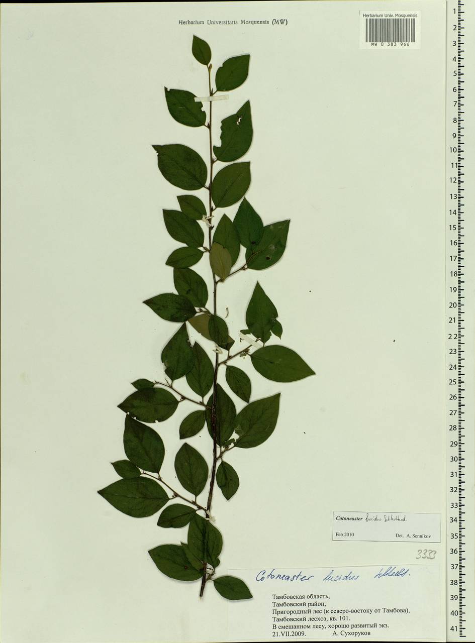 Cotoneaster acutifolius Turcz., Eastern Europe, Central forest-and-steppe region (E6) (Russia)