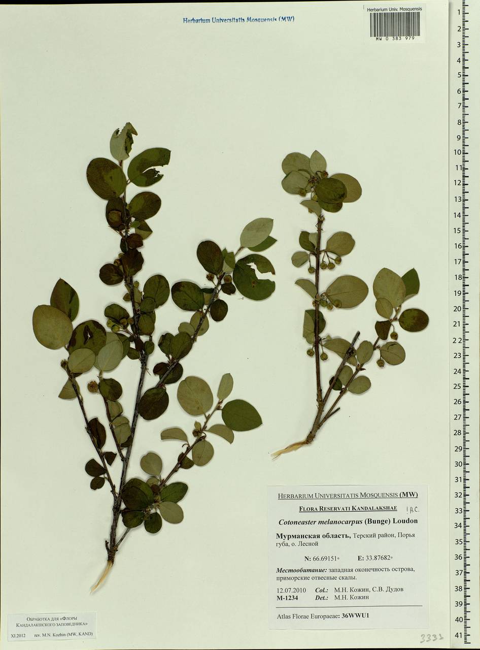 Cotoneaster melanocarpus G. Lodd., Eastern Europe, Northern region (E1) (Russia)