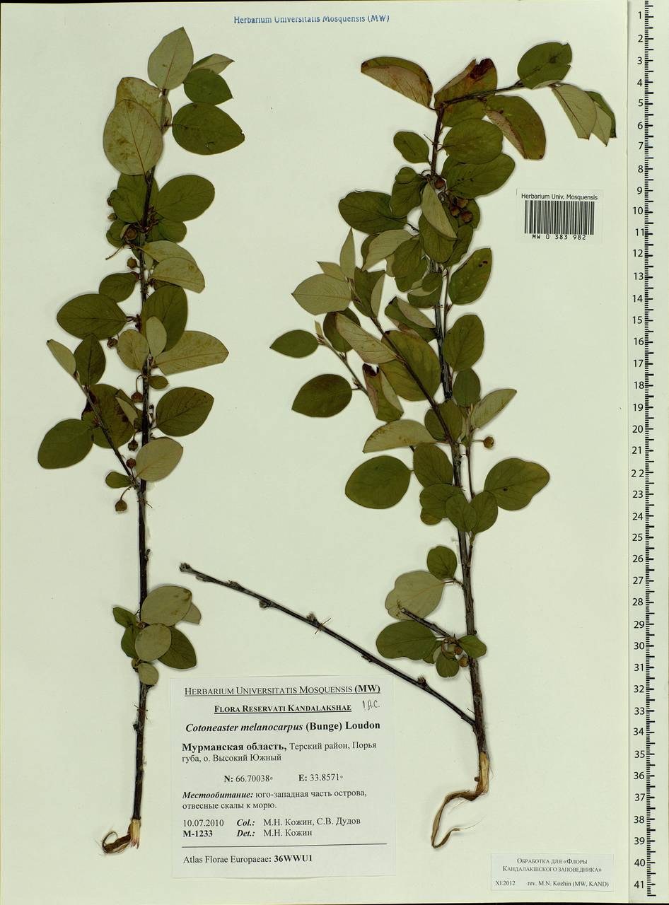 Cotoneaster melanocarpus G. Lodd., Eastern Europe, Northern region (E1) (Russia)