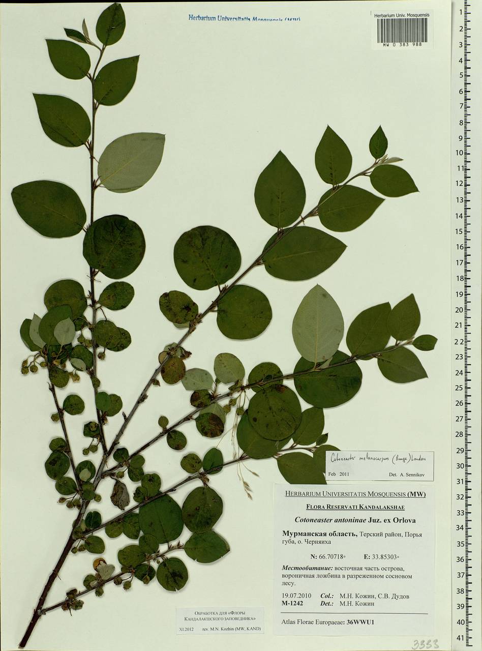 Cotoneaster melanocarpus G. Lodd., Eastern Europe, Northern region (E1) (Russia)