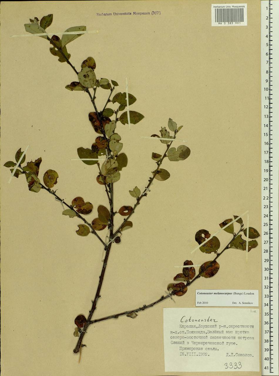 Cotoneaster melanocarpus G. Lodd., Eastern Europe, Northern region (E1) (Russia)