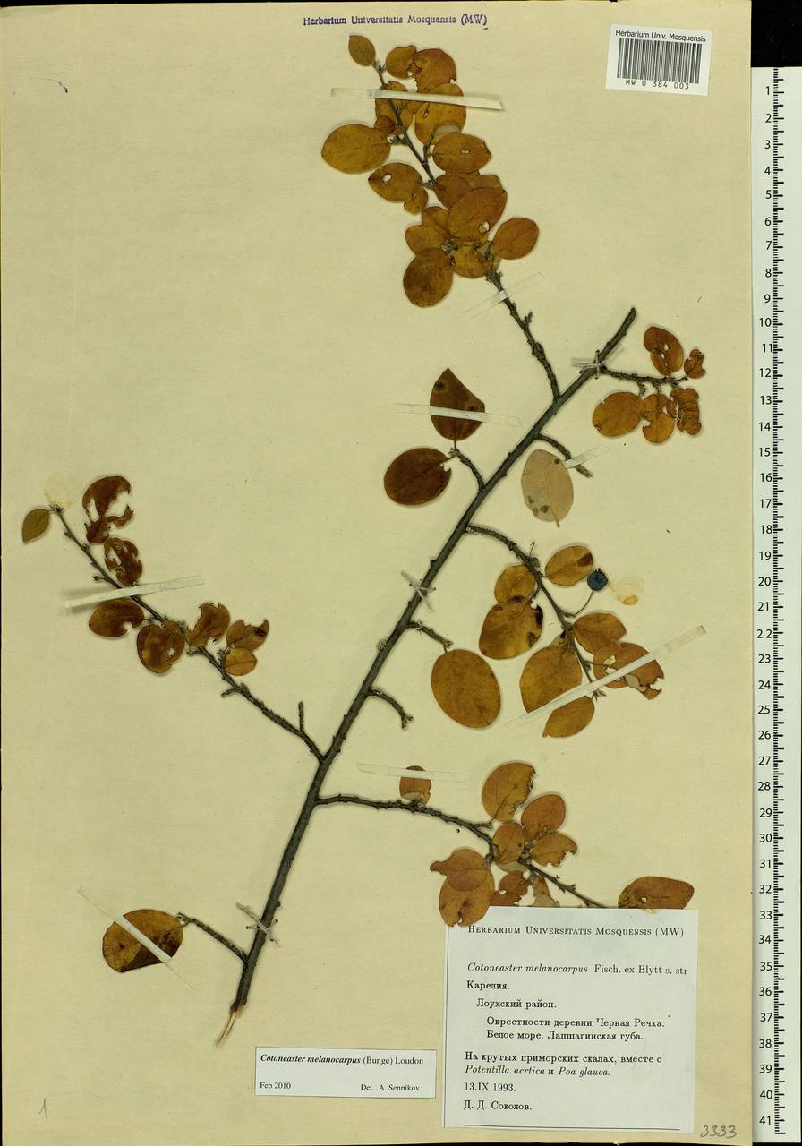 Cotoneaster melanocarpus G. Lodd., Eastern Europe, Northern region (E1) (Russia)