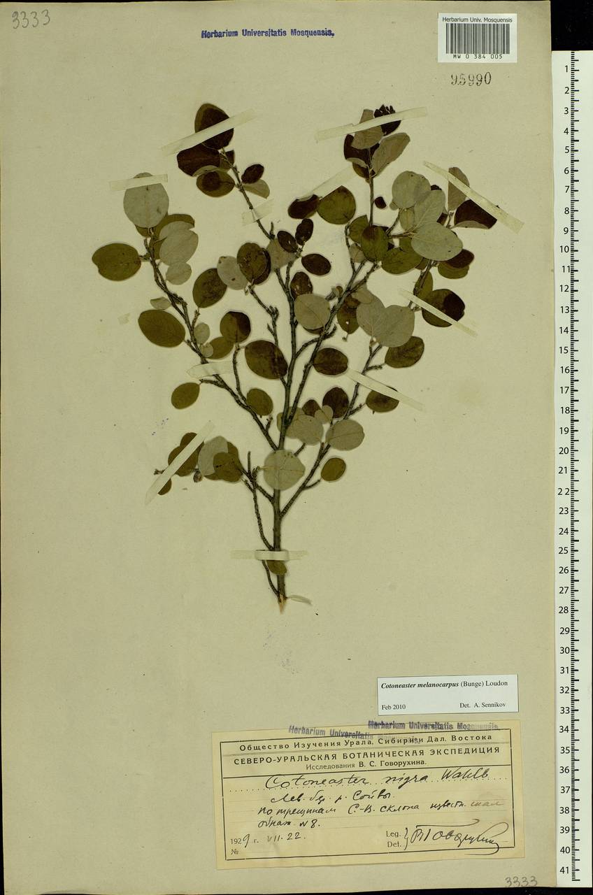 Cotoneaster melanocarpus G. Lodd., Eastern Europe, Northern region (E1) (Russia)