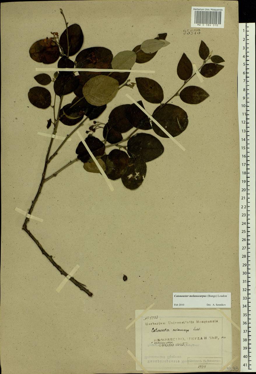Cotoneaster melanocarpus G. Lodd., Eastern Europe, Northern region (E1) (Russia)