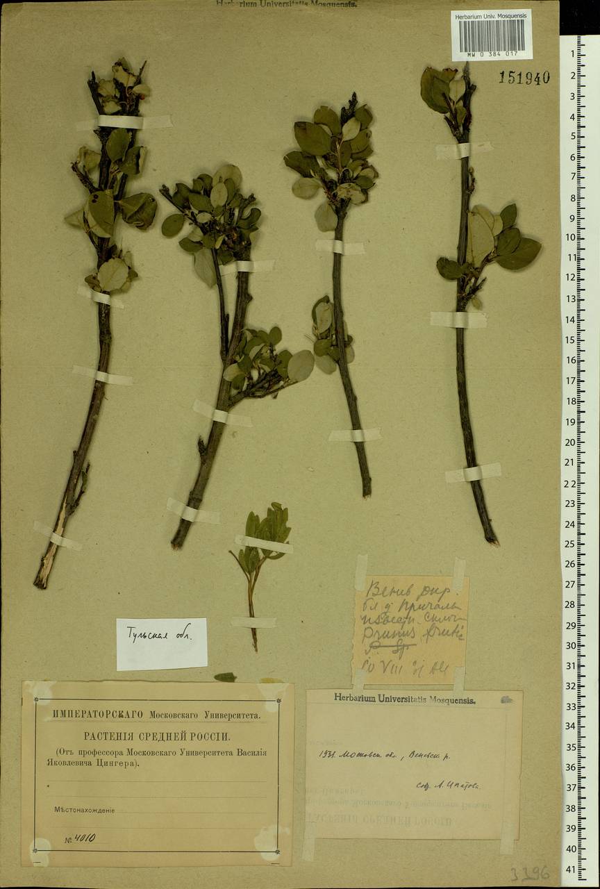 Cotoneaster melanocarpus G. Lodd., Eastern Europe, Central region (E4) (Russia)