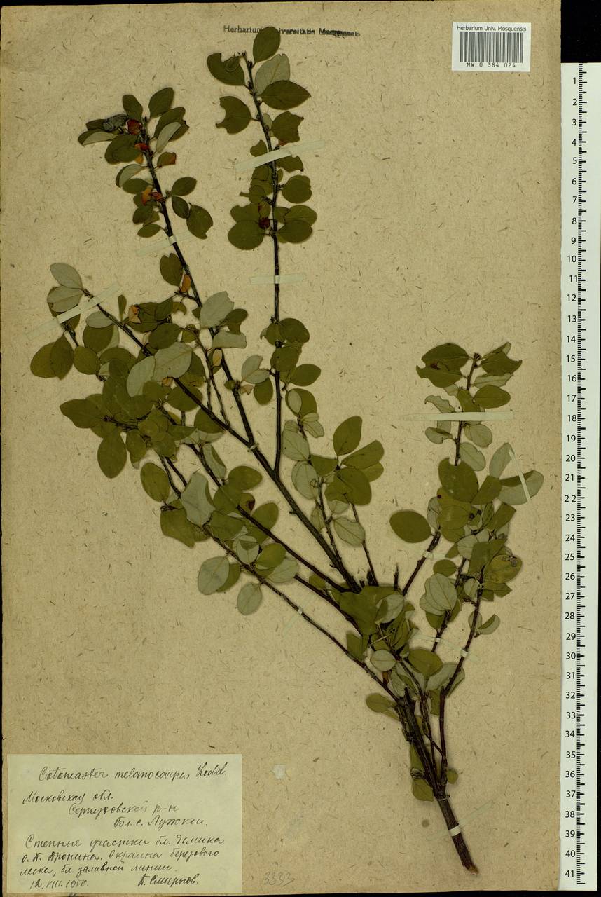 Cotoneaster melanocarpus G. Lodd., Eastern Europe, Moscow region (E4a) (Russia)