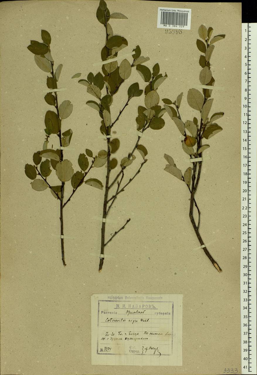 Cotoneaster melanocarpus G. Lodd., Eastern Europe, Central forest-and-steppe region (E6) (Russia)