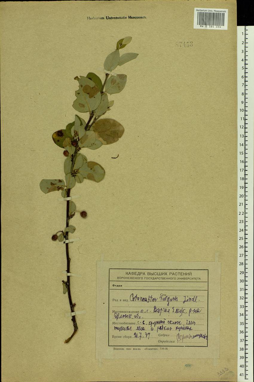 Cotoneaster melanocarpus G. Lodd., Eastern Europe, Central forest-and-steppe region (E6) (Russia)