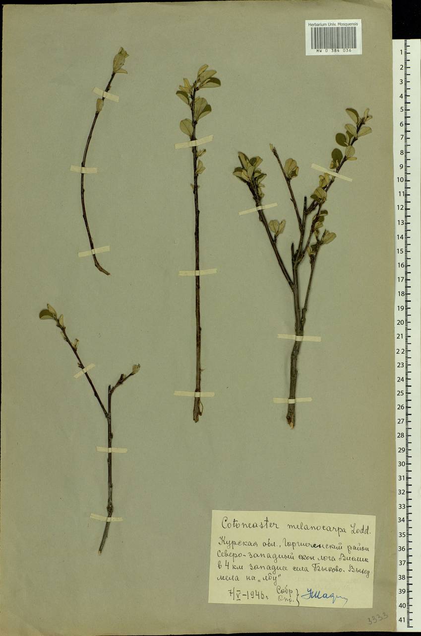 Cotoneaster melanocarpus G. Lodd., Eastern Europe, Central forest-and-steppe region (E6) (Russia)