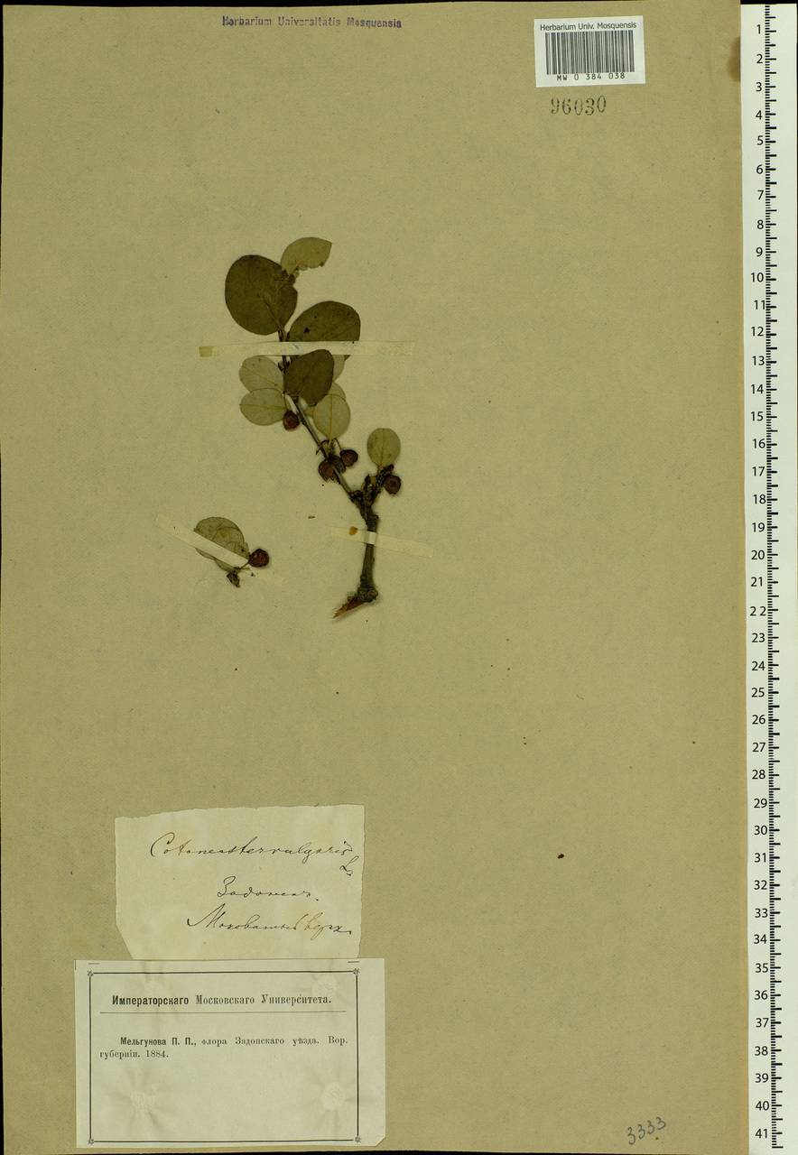 Cotoneaster melanocarpus G.Lodd., Eastern Europe, Central forest-and-steppe region (E6) (Russia)