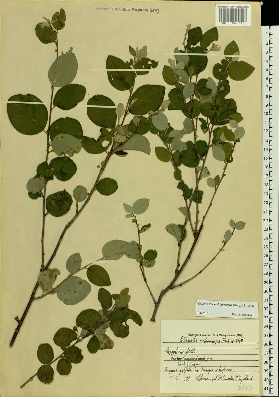 Cotoneaster melanocarpus G. Lodd., Eastern Europe, Middle Volga region (E8) (Russia)