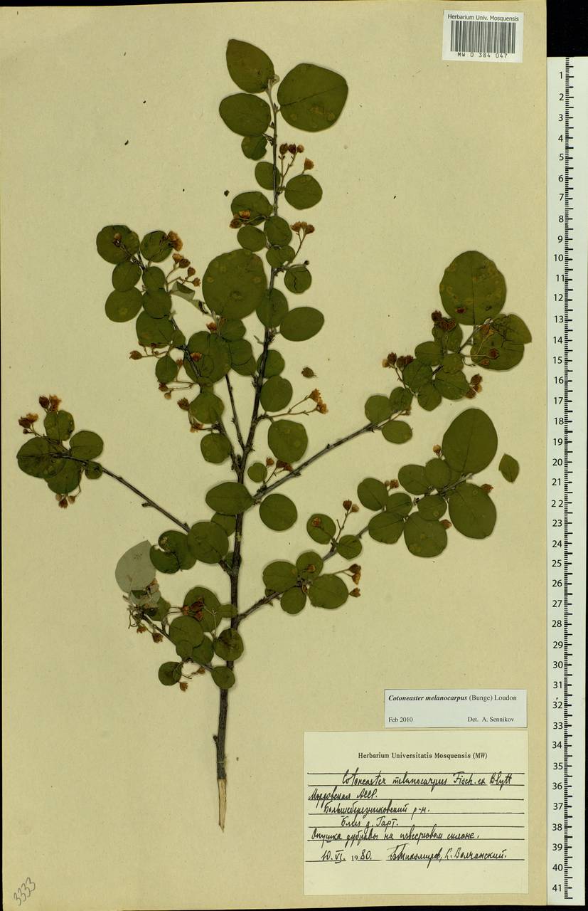 Cotoneaster melanocarpus G. Lodd., Eastern Europe, Middle Volga region (E8) (Russia)
