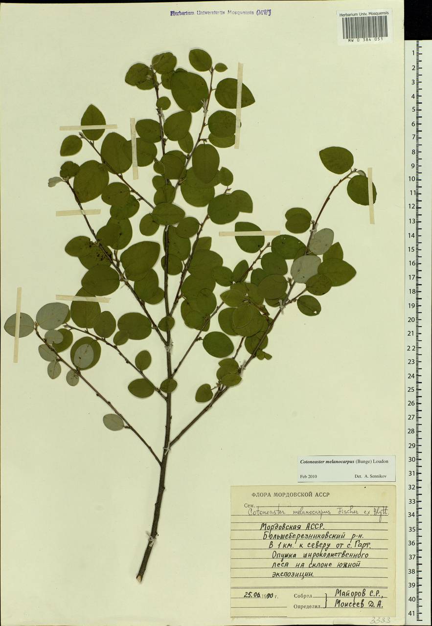 Cotoneaster melanocarpus G. Lodd., Eastern Europe, Middle Volga region (E8) (Russia)