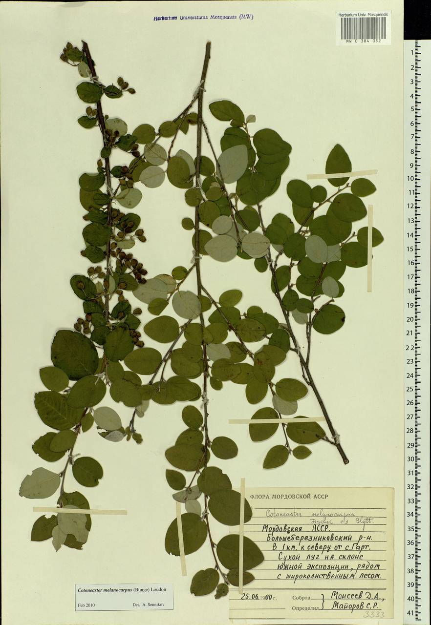 Cotoneaster melanocarpus G. Lodd., Eastern Europe, Middle Volga region (E8) (Russia)