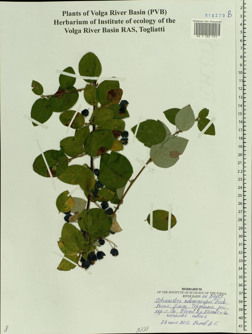 Cotoneaster melanocarpus G. Lodd., Eastern Europe, Middle Volga region (E8) (Russia)
