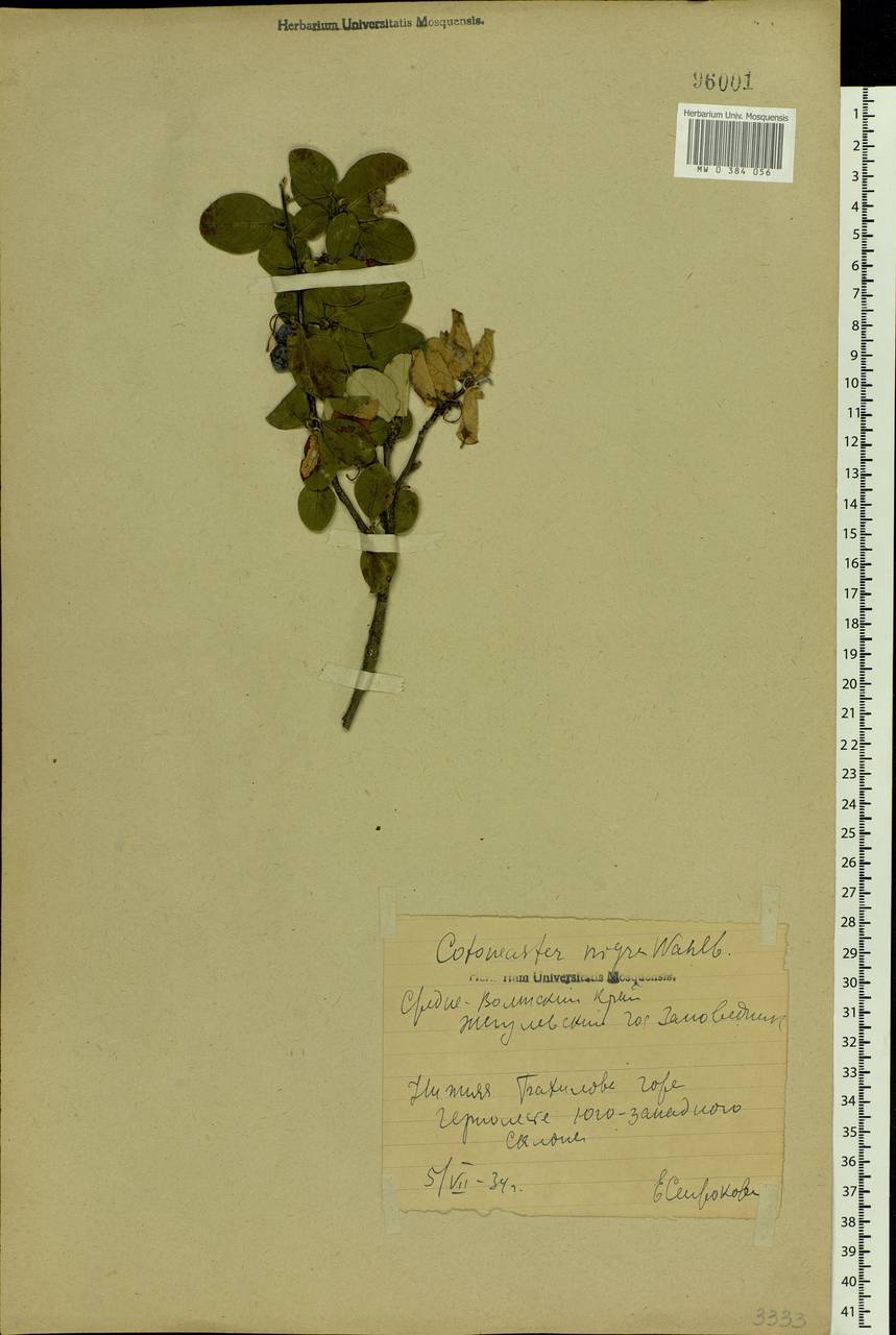 Cotoneaster melanocarpus G. Lodd., Eastern Europe, Middle Volga region (E8) (Russia)