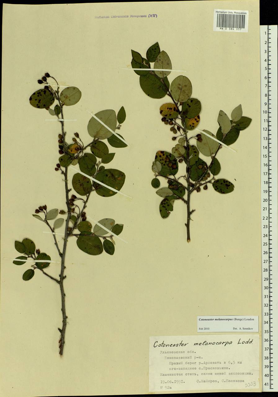 Cotoneaster melanocarpus G. Lodd., Eastern Europe, Middle Volga region (E8) (Russia)