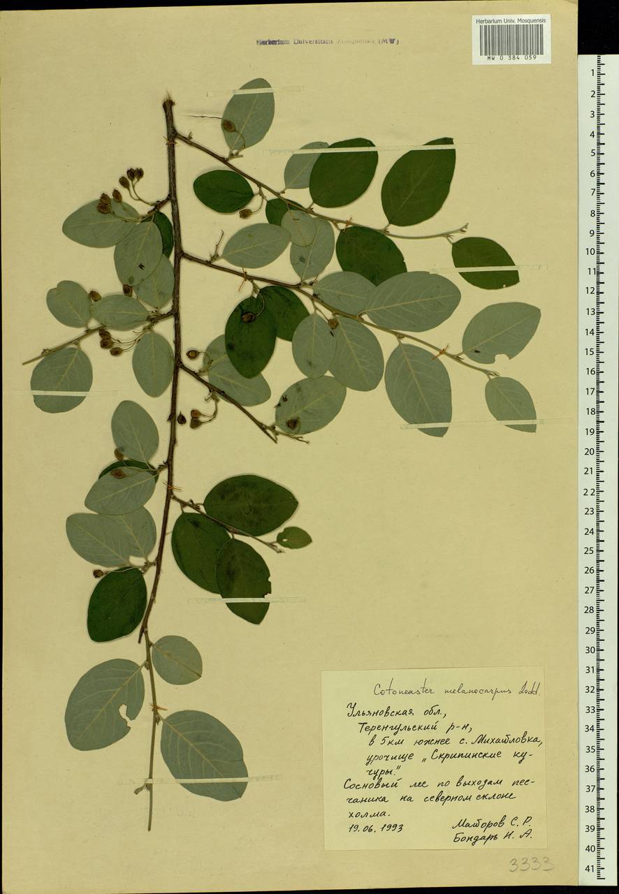 Cotoneaster melanocarpus G. Lodd., Eastern Europe, Middle Volga region (E8) (Russia)