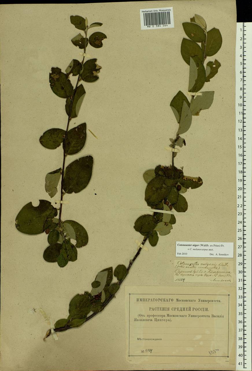 Cotoneaster melanocarpus G. Lodd., Eastern Europe, Lower Volga region (E9) (Russia)