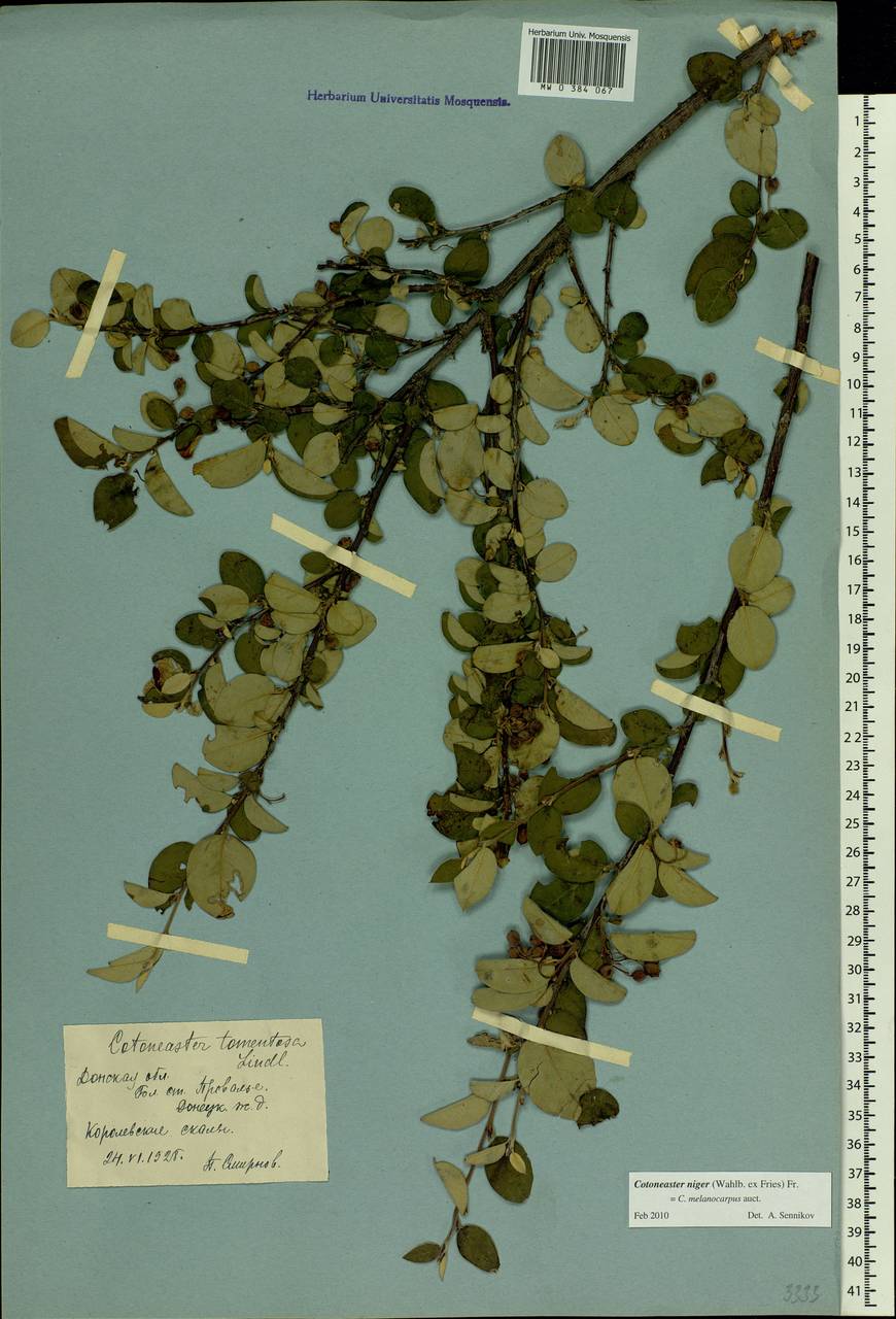 Cotoneaster melanocarpus G. Lodd., Eastern Europe, North Ukrainian region (E11) (Ukraine)