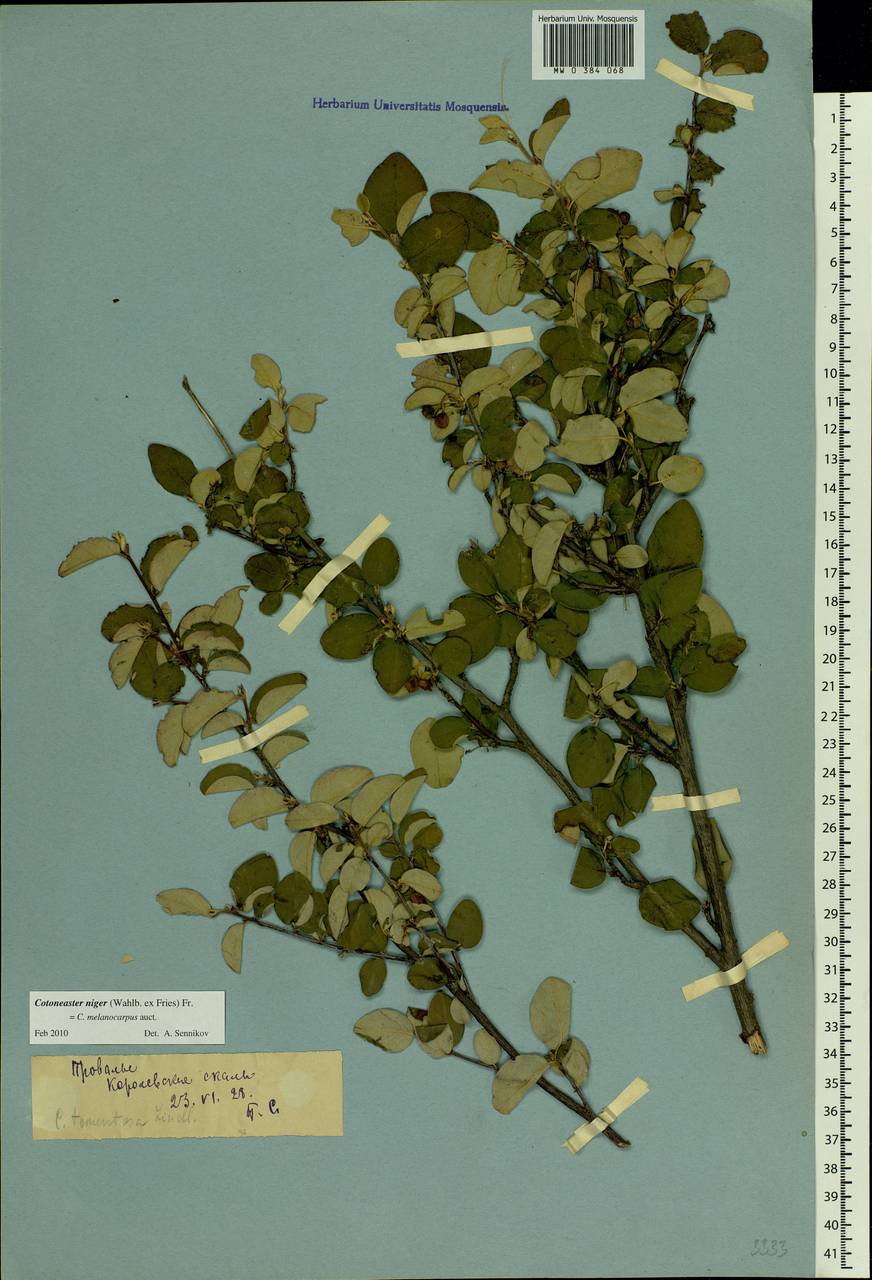 Cotoneaster melanocarpus G. Lodd., Eastern Europe, North Ukrainian region (E11) (Ukraine)