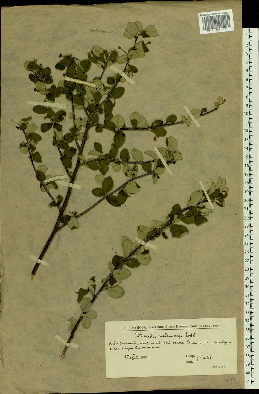 Cotoneaster melanocarpus G. Lodd., Eastern Europe, Lower Volga region (E9) (Russia)