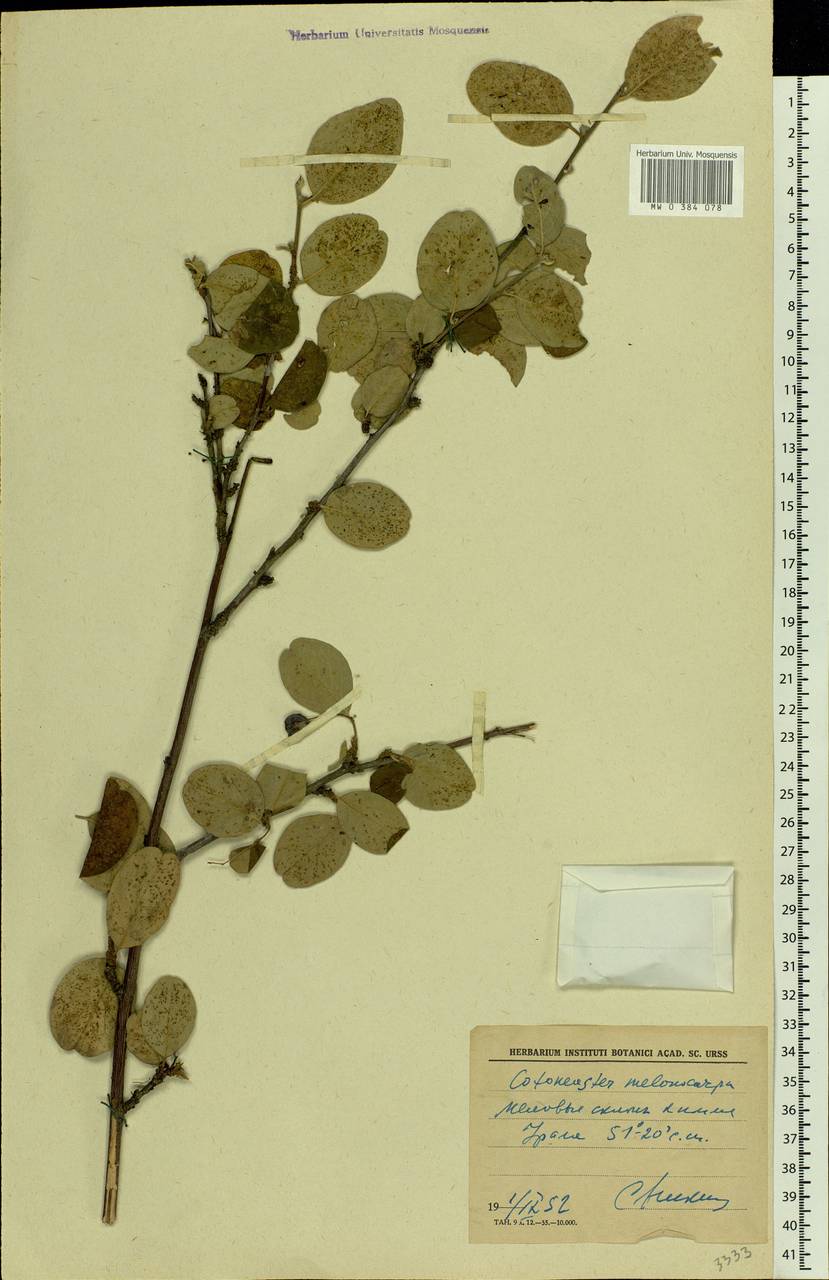 Cotoneaster melanocarpus G. Lodd., Middle Asia, Caspian Ustyurt & Northern Aralia (M8) (Kazakhstan)