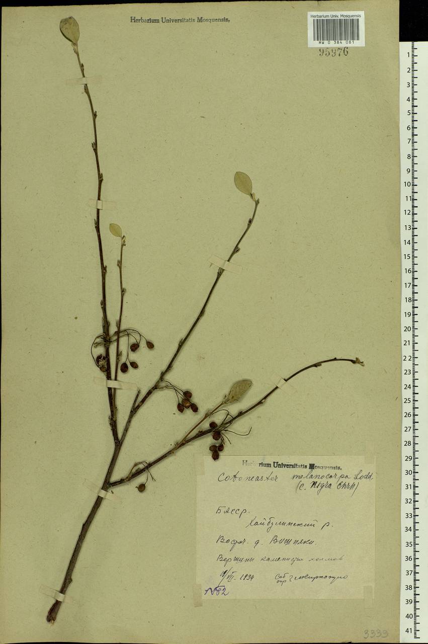 Cotoneaster melanocarpus G. Lodd., Eastern Europe, Eastern region (E10) (Russia)