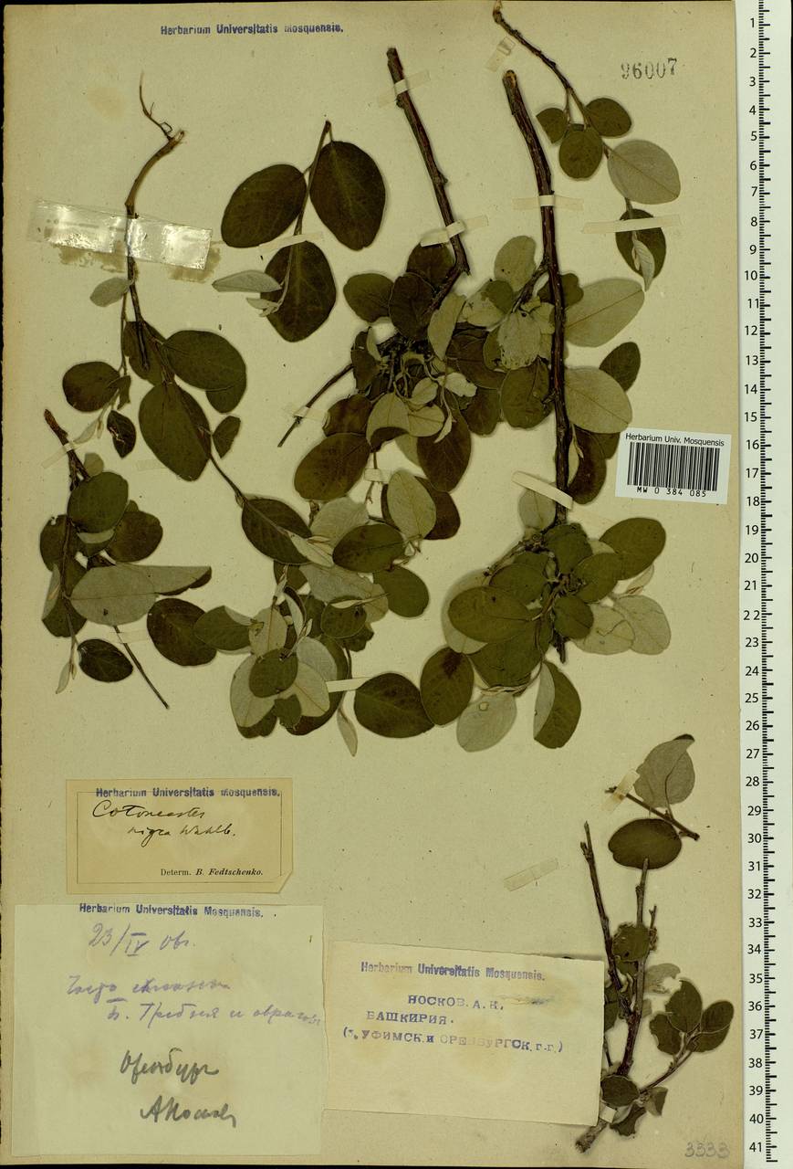 Cotoneaster melanocarpus G. Lodd., Eastern Europe, Eastern region (E10) (Russia)