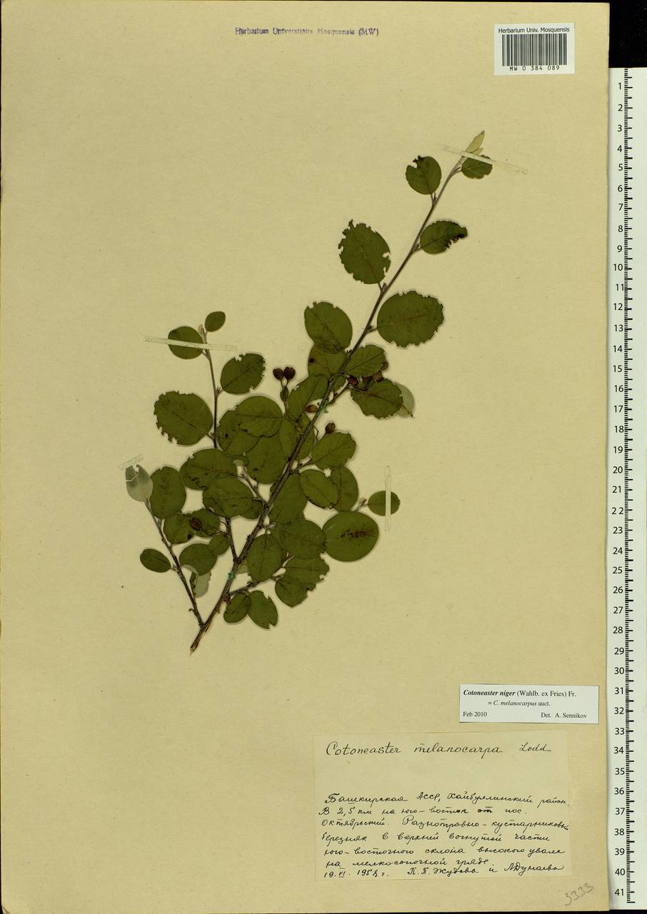 Cotoneaster melanocarpus G. Lodd., Eastern Europe, Eastern region (E10) (Russia)