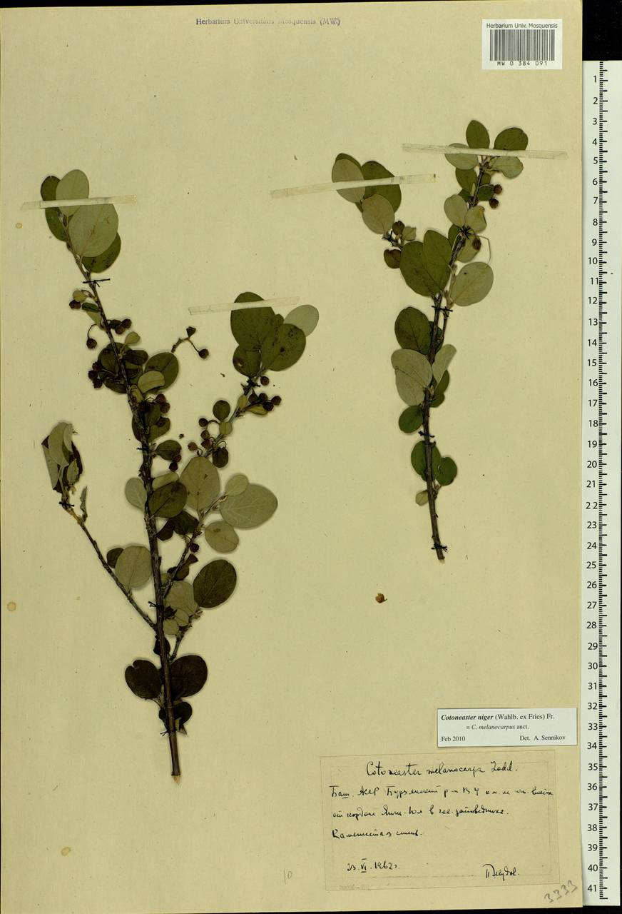 Cotoneaster melanocarpus G. Lodd., Eastern Europe, Eastern region (E10) (Russia)