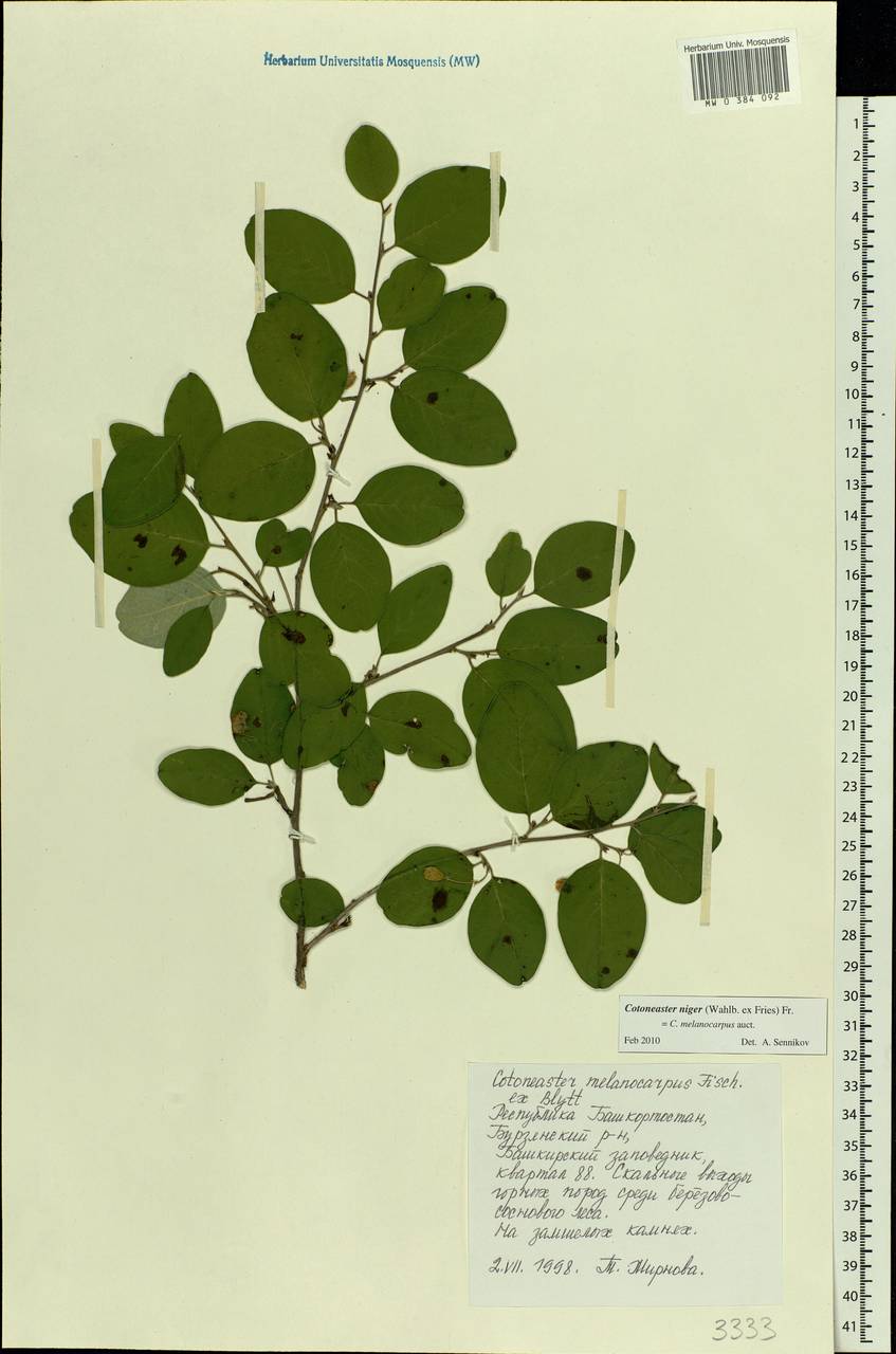 Cotoneaster melanocarpus G. Lodd., Eastern Europe, Eastern region (E10) (Russia)