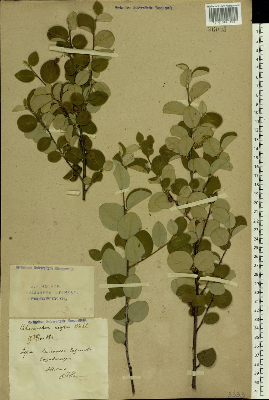 Cotoneaster melanocarpus G. Lodd., Eastern Europe, Eastern region (E10) (Russia)
