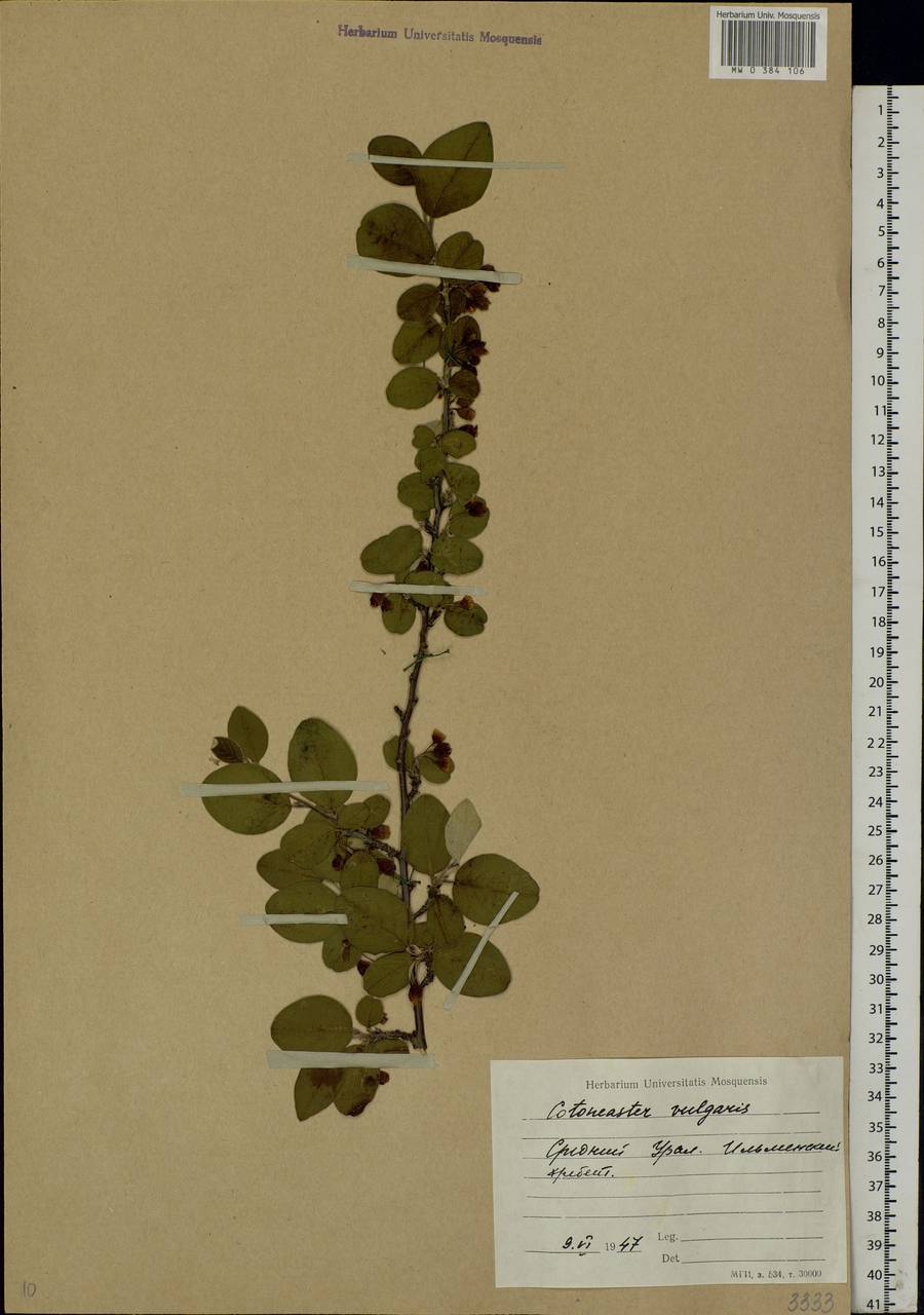 Cotoneaster melanocarpus G. Lodd., Eastern Europe, Eastern region (E10) (Russia)