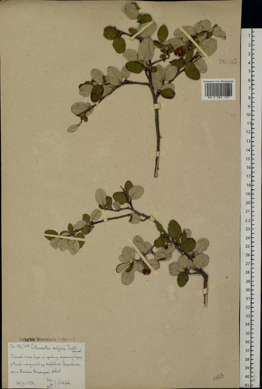Cotoneaster melanocarpus G. Lodd., Eastern Europe, Eastern region (E10) (Russia)