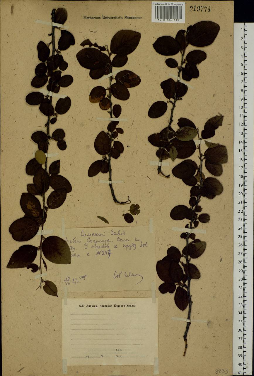 Cotoneaster melanocarpus G. Lodd., Eastern Europe, Eastern region (E10) (Russia)