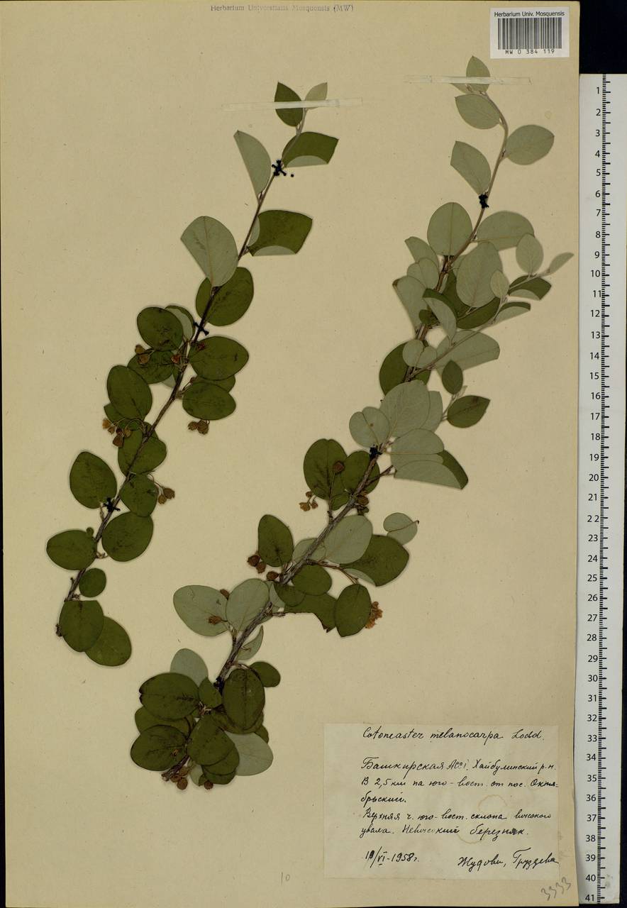 Cotoneaster melanocarpus G. Lodd., Eastern Europe, Eastern region (E10) (Russia)