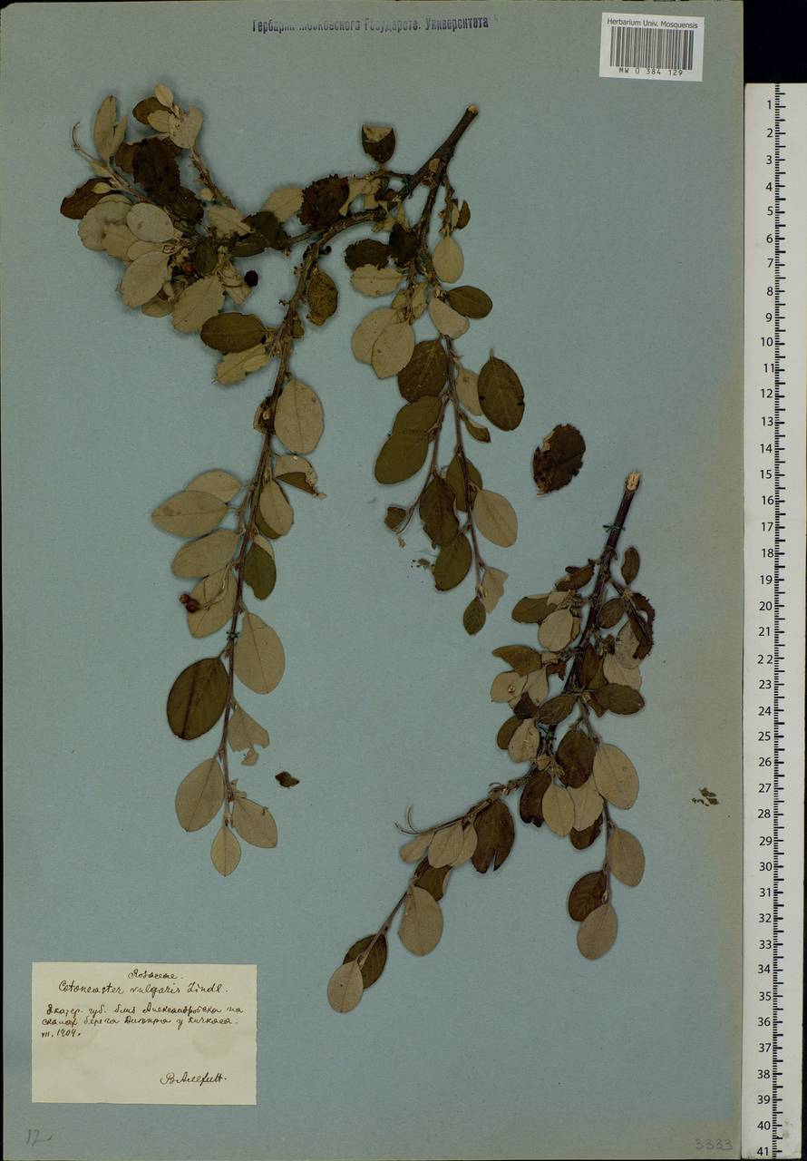 Cotoneaster melanocarpus G. Lodd., Eastern Europe, South Ukrainian region (E12) (Ukraine)