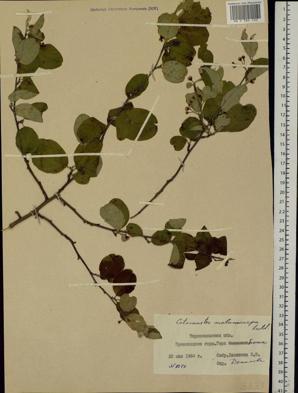 Cotoneaster melanocarpus G. Lodd., Eastern Europe, South Ukrainian region (E12) (Ukraine)