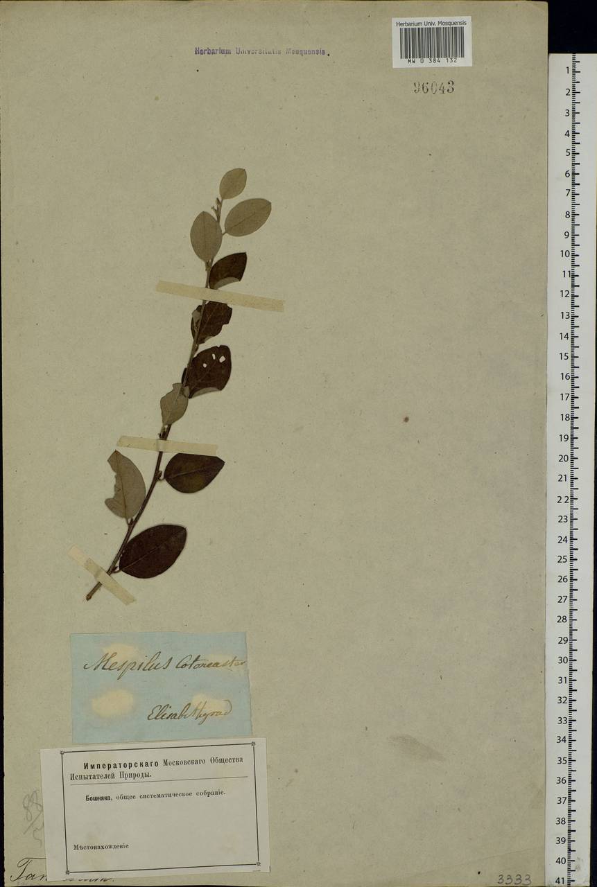 Cotoneaster melanocarpus G.Lodd., Eastern Europe, South Ukrainian region (E12) (Ukraine)