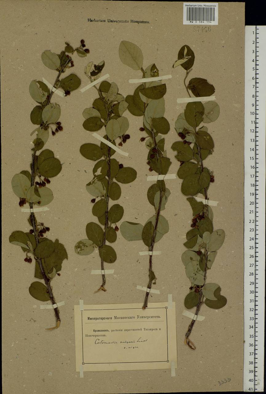 Cotoneaster melanocarpus G. Lodd., Eastern Europe, Rostov Oblast (E12a) (Russia)