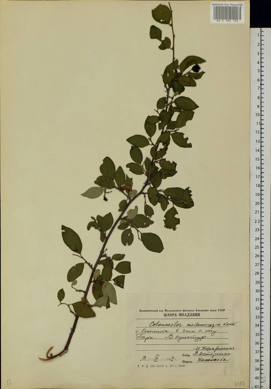 Cotoneaster melanocarpus G. Lodd., Eastern Europe, Moldova (E13a) (Moldova)