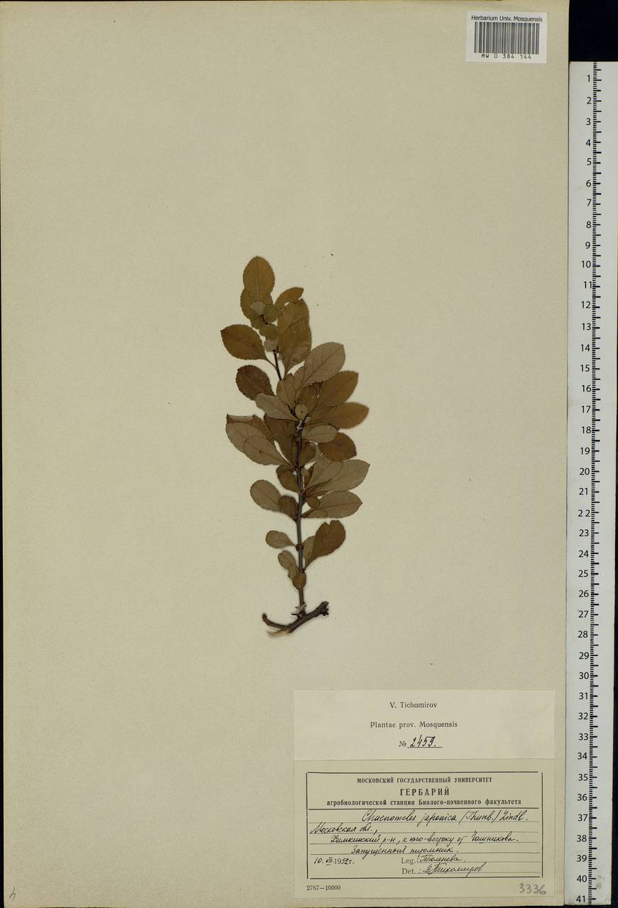 Chaenomeles japonica (Thunb.) Lindl. ex Spach, Eastern Europe, Moscow region (E4a) (Russia)
