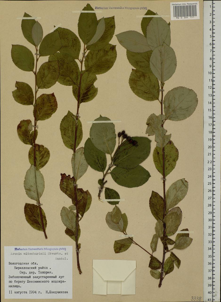 Sorbaronia × fallax C.K.Schneid., Eastern Europe, Northern region (E1) (Russia)