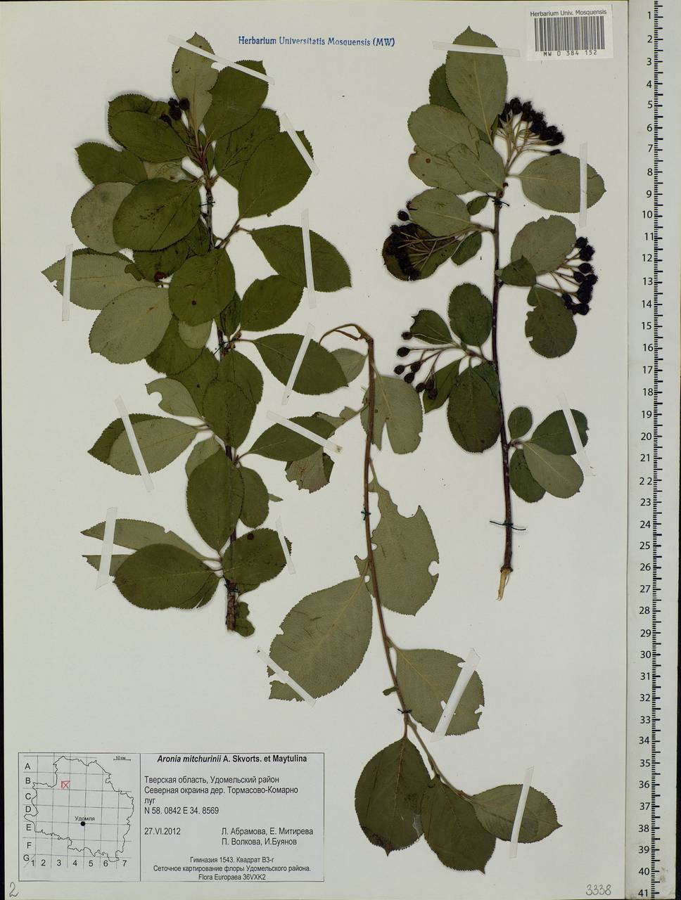 Sorbaronia × fallax C.K.Schneid., Eastern Europe, North-Western region (E2) (Russia)