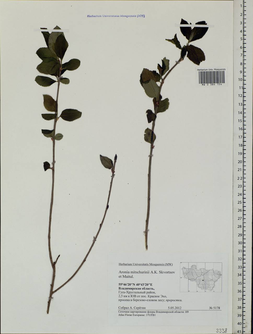 Sorbaronia × fallax C.K.Schneid., Eastern Europe, Central region (E4) (Russia)
