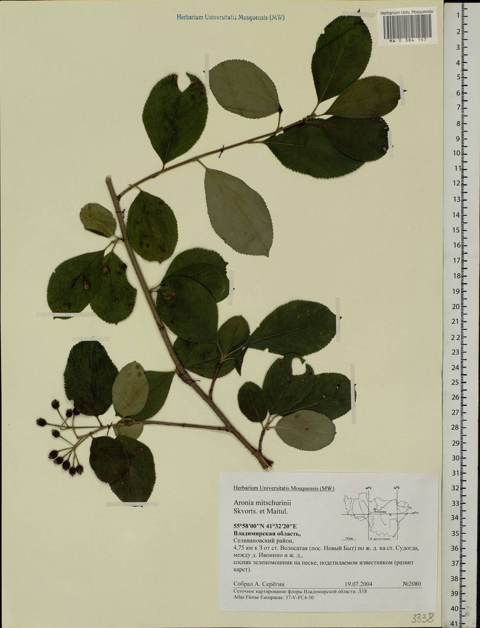 Sorbaronia × fallax C.K.Schneid., Eastern Europe, Central region (E4) (Russia)