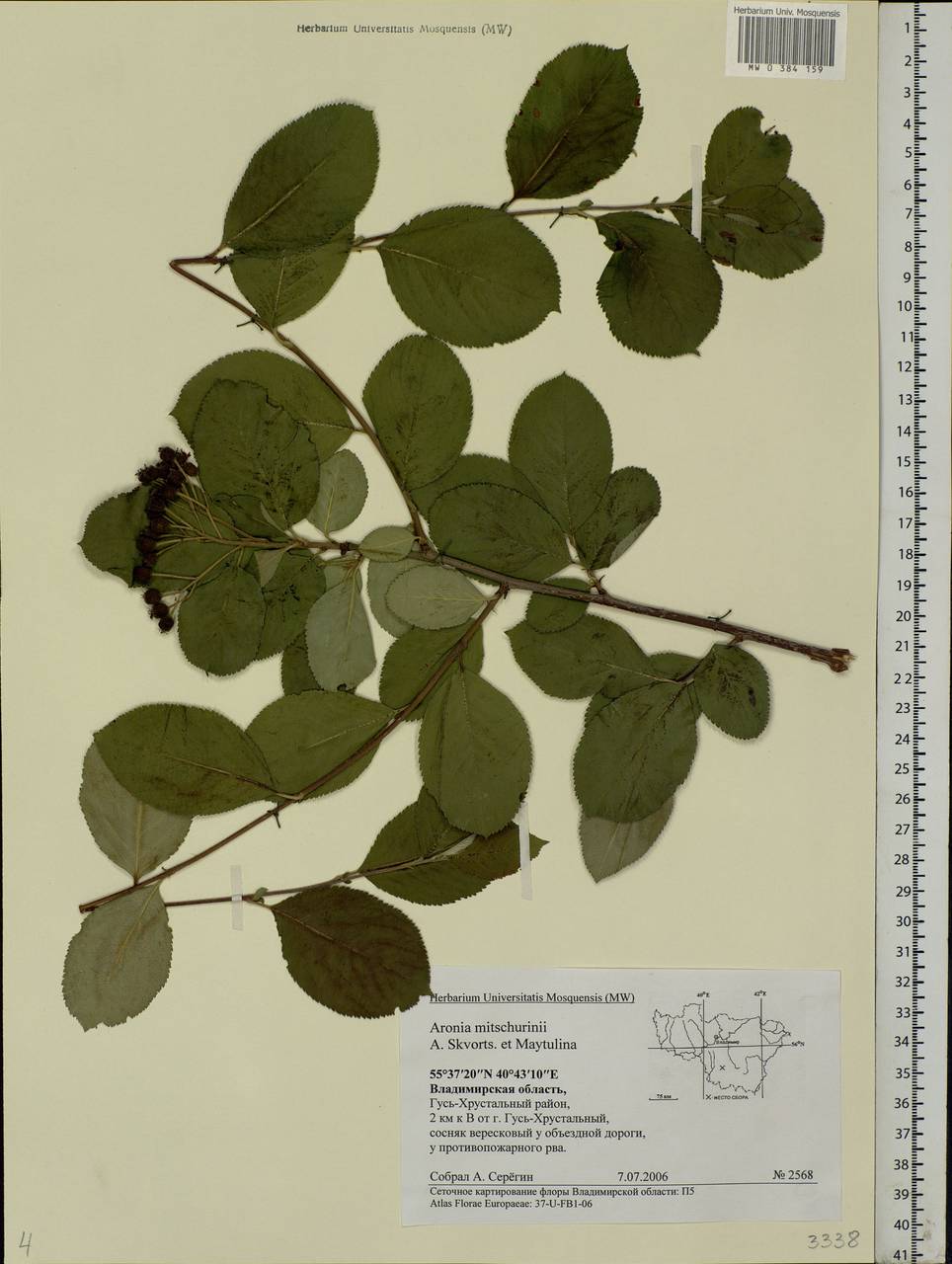 Sorbaronia × fallax C.K.Schneid., Eastern Europe, Central region (E4) (Russia)